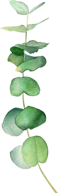 Aquarell eukalyptuszweig botanische illustration