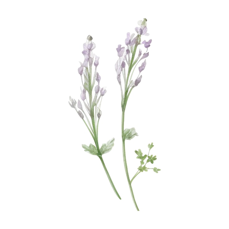 PSD aquarell frische kräuter isolierte küchenkräuter illustration