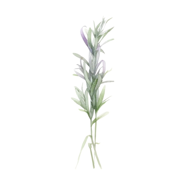 Aquarell frische Kräuter Isolierte Küchenkräuter Illustration