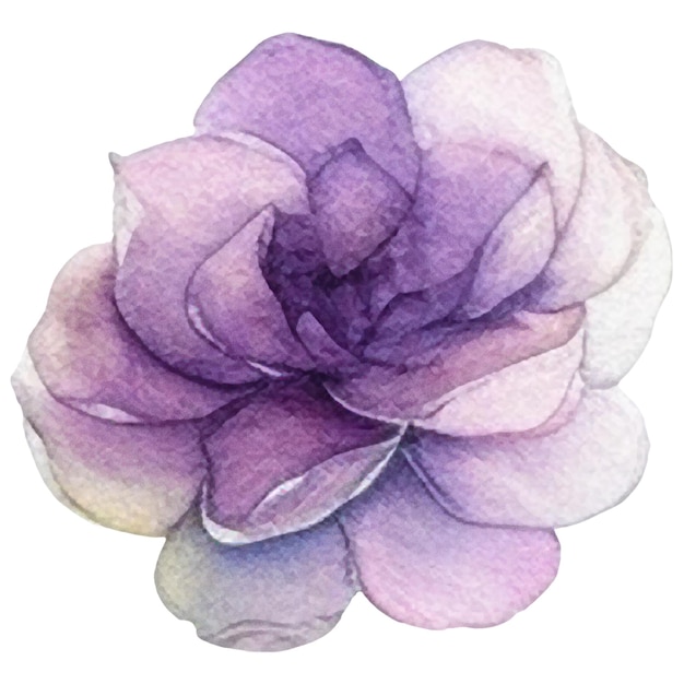 PSD aquarell gemalte blume hand gezeichnet blumen design elemente isoliert auf weißem hintergrund