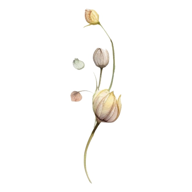 Aquarell gemalte Blume Hand gezeichnet Blumen Design Elemente isoliert auf weißem Hintergrund