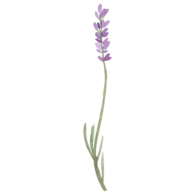 Aquarell gemalte Blume Hand gezeichnetes Blumen-Design-Element isoliert auf durchsichtigem Hintergrund