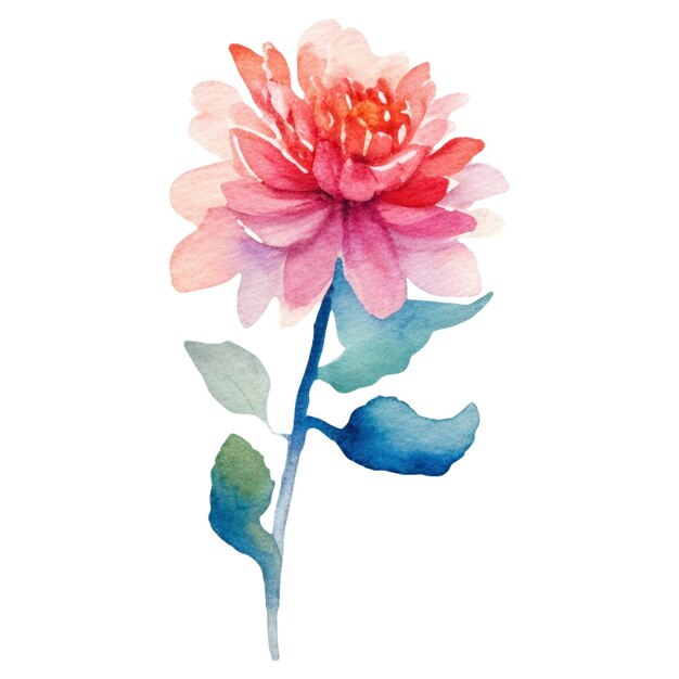 PSD aquarell gemalte dahlia-blumen handgezeichnetes designelement, isoliert auf durchsichtigem hintergrund