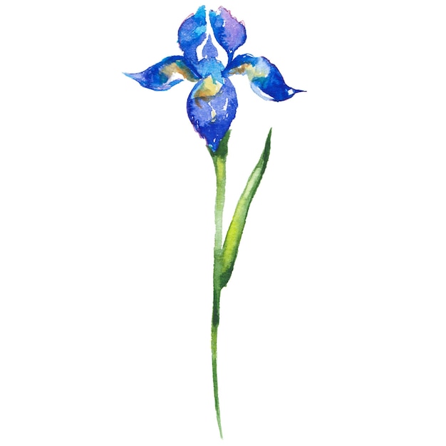 Aquarell gemalte Irisblume Handgezeichnete Blumendesign-Elemente isoliert auf weißem Hintergrund