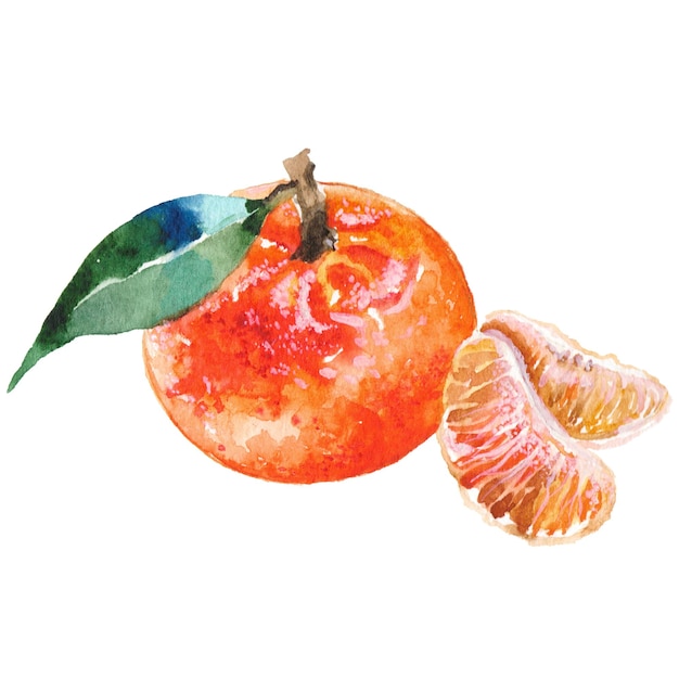 Aquarell gemalte mandarine handgezeichnete designelemente für frische lebensmittel isoliert auf weißem hintergrund