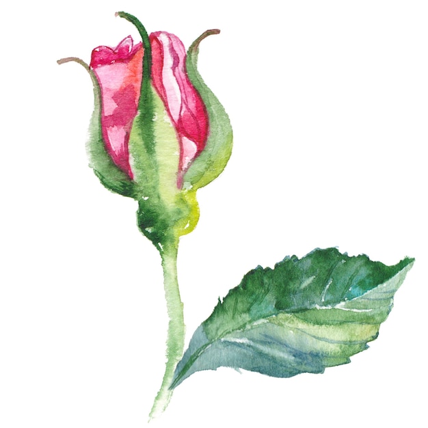Aquarell gemalte Rosenblume Handgezeichnete Blumendesign-Elemente isoliert auf weißem Hintergrund