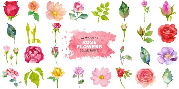 Aquarell gemalte Rosenblumen Clipart Hand gezeichnet Elemente isoliert auf durchsichtigem Hintergrund