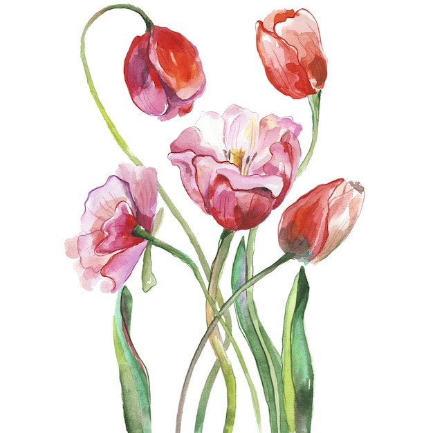 Aquarell gemalte Tulpen Handgezeichnete Feiertagsgestaltungselemente vom 8. März isoliert auf weißem Hintergrund