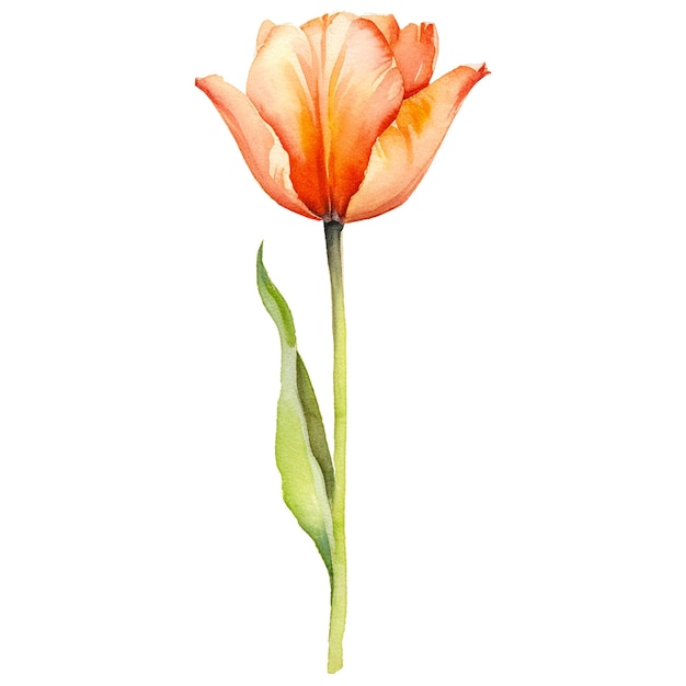 PSD aquarell gemalte tulpenblume handgezeichnetes designelement, isoliert auf durchsichtigem hintergrund