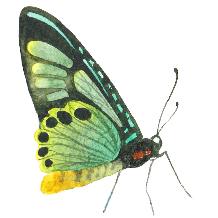 PSD aquarell gemalter schmetterling handgezeichnete designelemente isoliert auf weißem hintergrund
