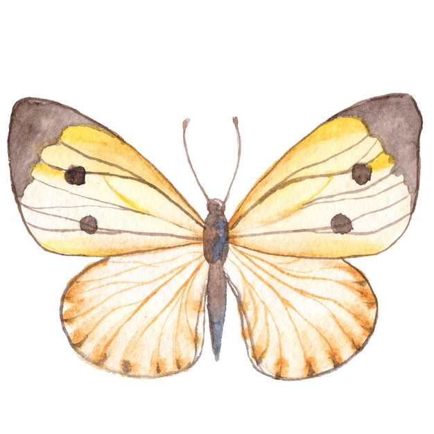 Aquarell gemalter Schmetterling Handgezeichnete Designelemente isoliert auf weißem Hintergrund