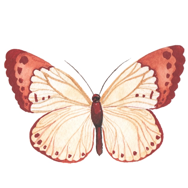 Aquarell gemalter Schmetterling Handgezeichnete Designelemente isoliert auf weißem Hintergrund