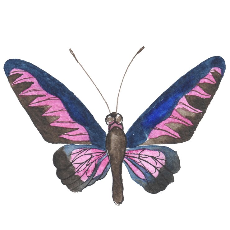 PSD aquarell gemalter schmetterling handgezeichnete designelemente isoliert auf weißem hintergrund