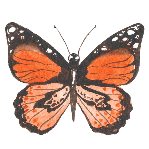 Aquarell gemalter Schmetterling Handgezeichnete Designelemente isoliert auf weißem Hintergrund
