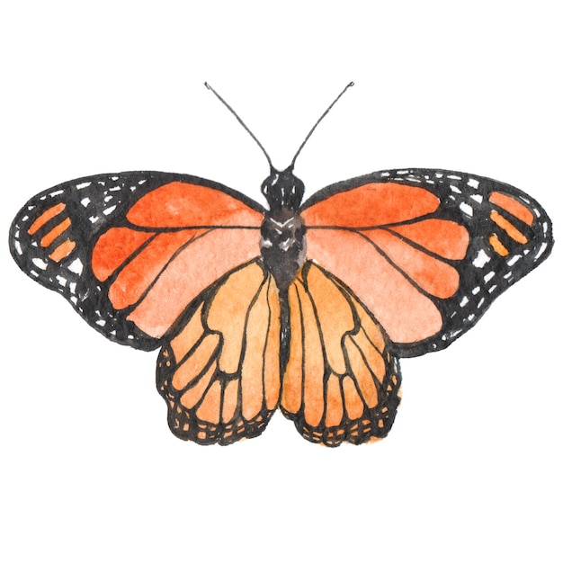 Aquarell gemalter Schmetterling Handgezeichnete Designelemente isoliert auf weißem Hintergrund