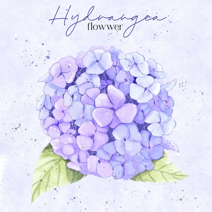 PSD aquarell-hortensienblütenillustration