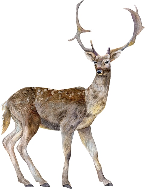 PSD aquarell-illustration eines hirschwaldtieres