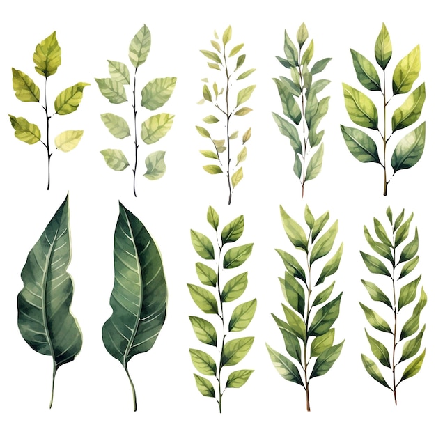 Aquarell-Set aus grünen Blättern auf weißem Hintergrund. Handgezeichnete Illustration