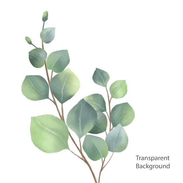 Aquarellblume transparenter Hintergrund