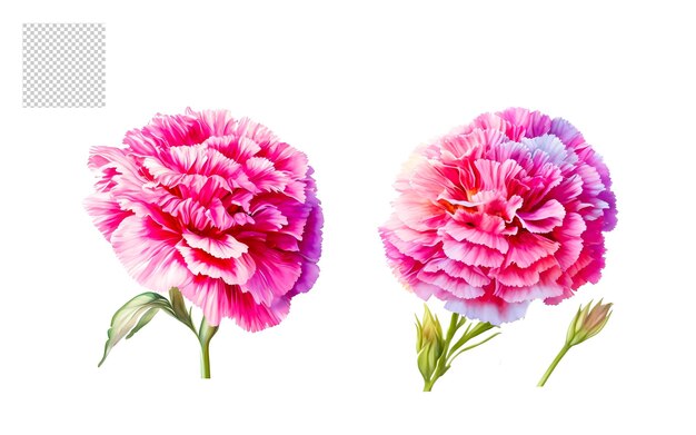 PSD aquarellblumenblume png-set