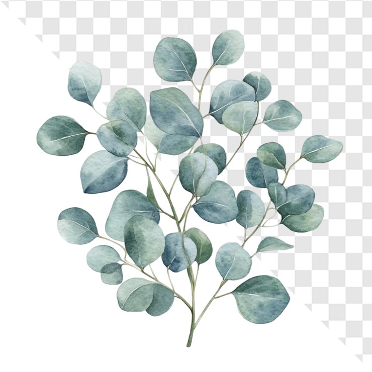 PSD aquarelle branche d'eucalyptus verdure élégante art botanique nuances douces design inspiré par la nature