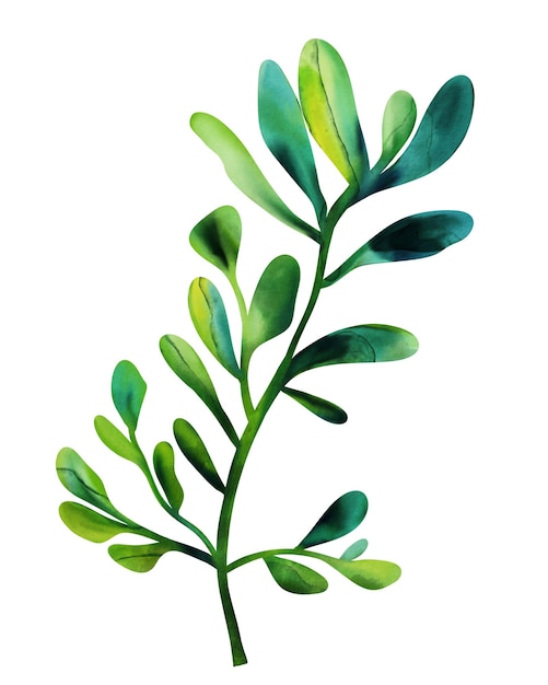 Aquarelle branche verte illustration botanique sur un fond blanc aquarelle d'algues sous-marines