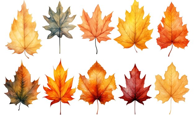 PSD aquarelle de feuilles d'érable d'automne isolées sur un fond transparent illustration dessinée à la main