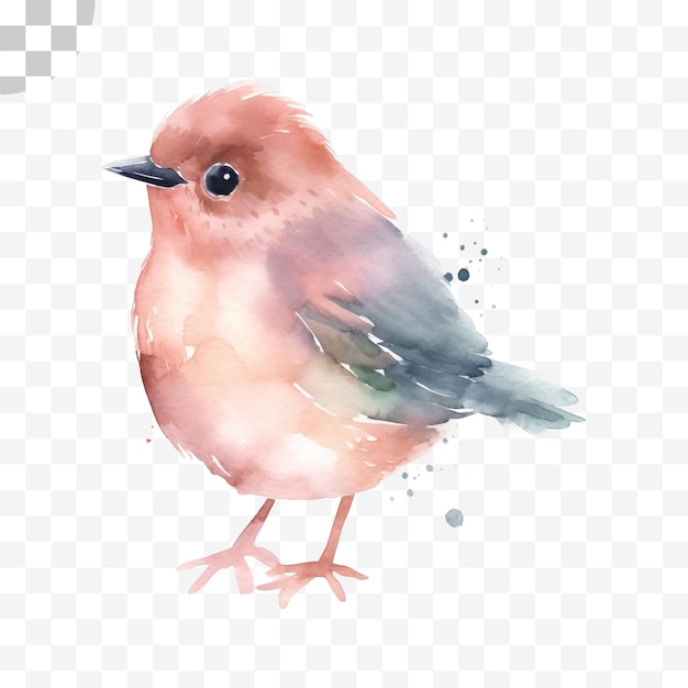 PSD aquarelle oiseau fond transparent