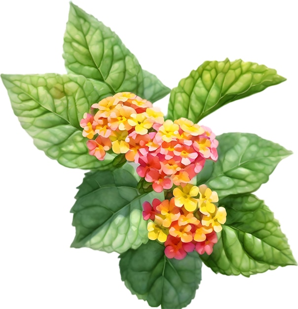 PSD aquarellmalerei einer lantana-blumen