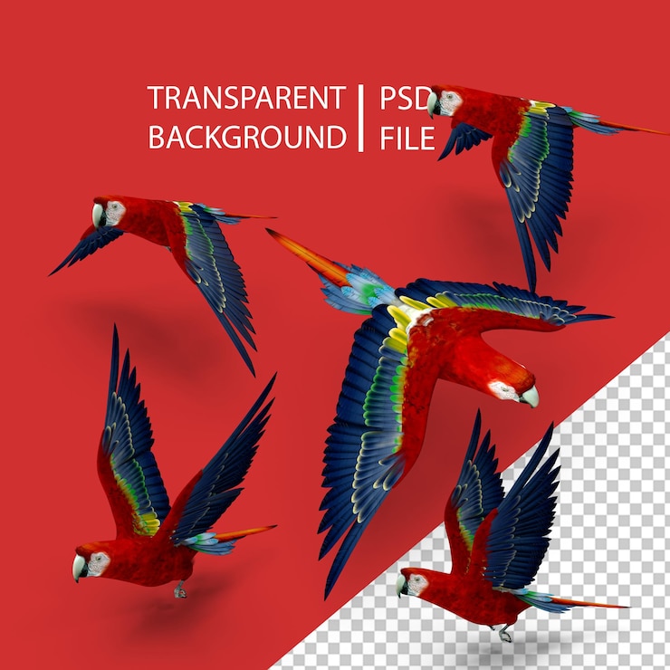 PSD arara escarlate png