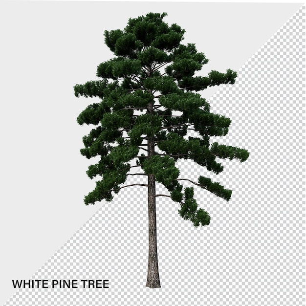 Árbol aislado de alta resolución PSD transparente con canal alfa