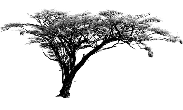 un árbol aislado dibujando un árbol de sabana
