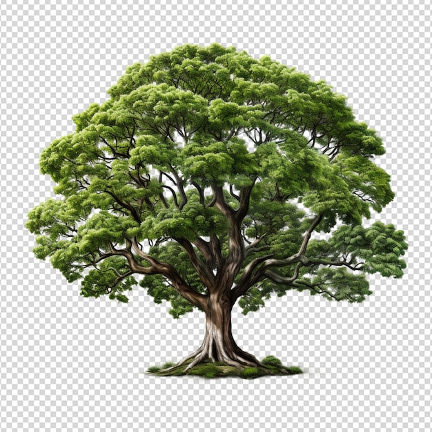 PSD Árbol aislado en fondo blanco