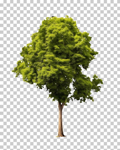 PSD Árbol aislado en un fondo transparente png psd