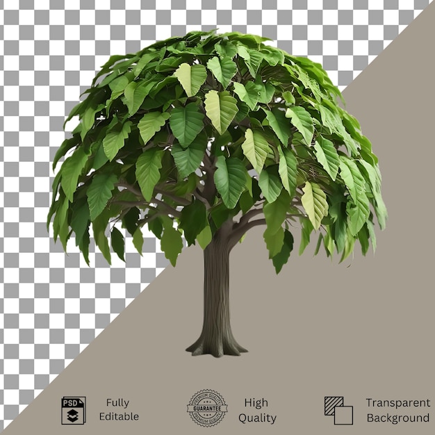 Árbol aislado sobre un fondo transparente