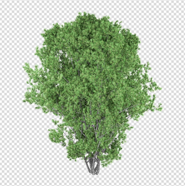 Árbol aislado