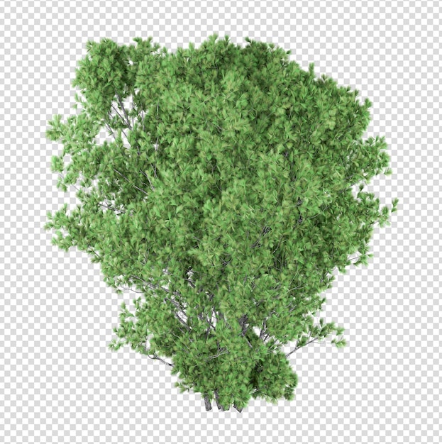 Árbol aislado