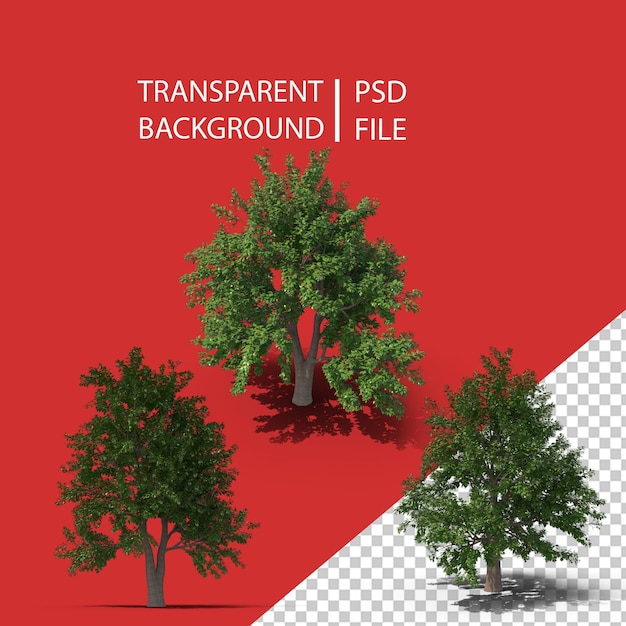Árbol De Aliso PNG