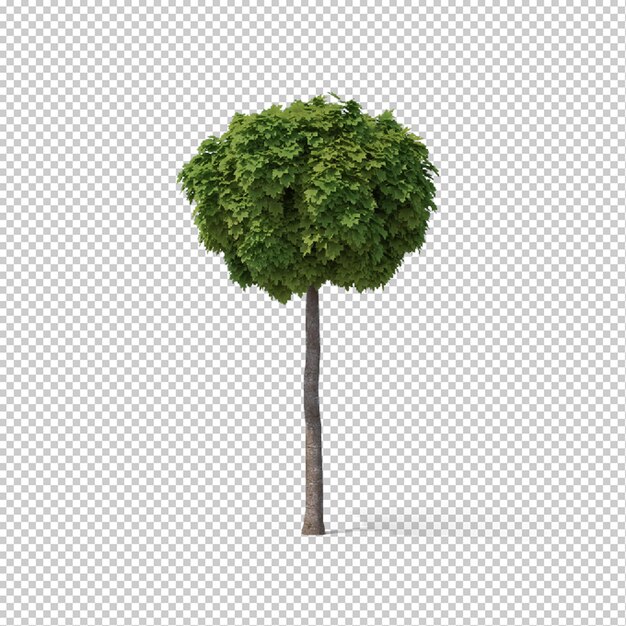 Árbol de arce aislado psd