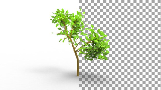 Árbol de arce con sombra 3d render