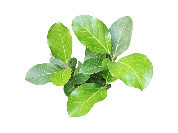Un árbol de banyan con hojas verdes aisladas en blanco un ingrediente herbal natural hojas de albahaca frescas
