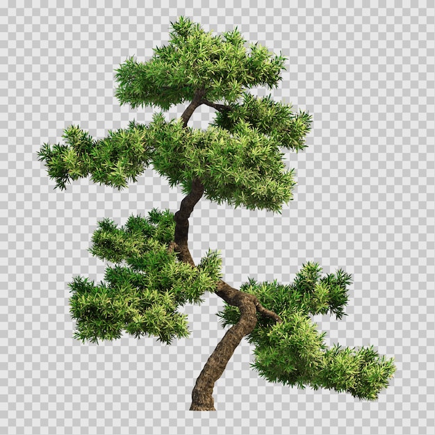 Árbol de bonsai artístico PNG con fondo transparente para el diseño