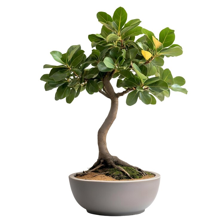 PSD árbol de bonsai ficus