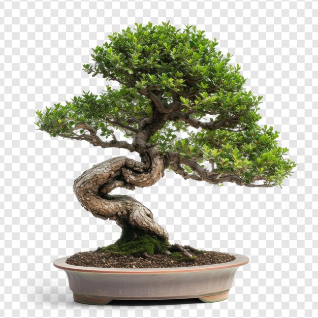 PSD Árbol bonsai japonés tradicional cuidadosamente podado aislado en fondo transparente psd