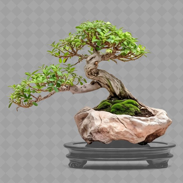 PSD un árbol de bonsai con una piedra frente a un fondo gris