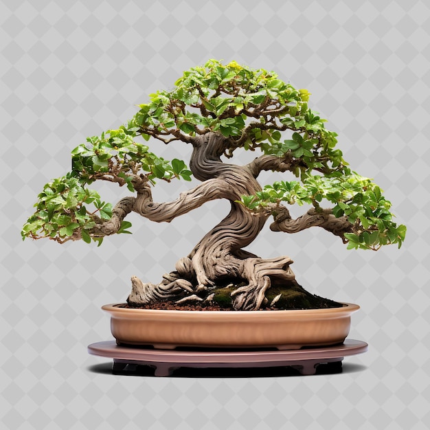 PSD Árbol de bonsai de roble de png, olla de madera con hojas lobadas, concepto natural, óxido transparente, decoración de árboles diversos