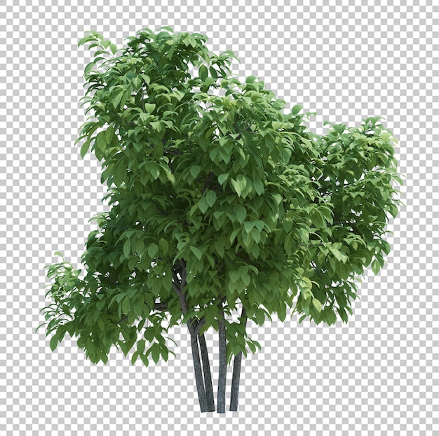 Árbol de cepillo de render 3D aislado