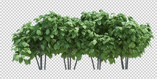 Árbol de cepillo de renderizado 3d aislado