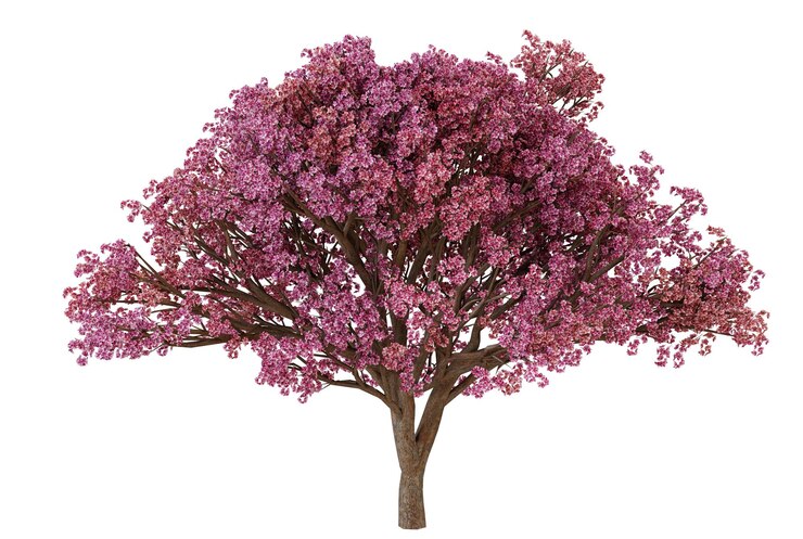 PSD el árbol de cereza rosa en flor aislado sobre un fondo negro