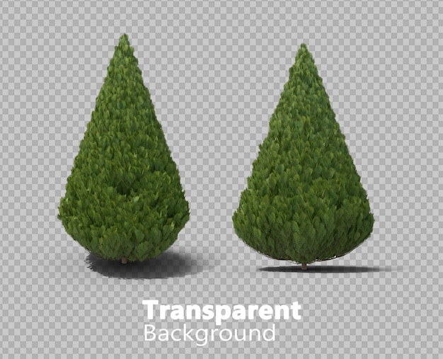 árbol de ciprés sobre un fondo transparente